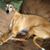 Darryl-Shirley Sorber's profile image