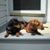 Kathy Recchia Shiel's profile image