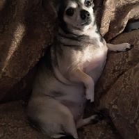 Bella Bella's profile image