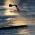 Stacey Wescott's profile image