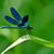 Cindi Inman's profile image