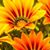 Carolyn Stevens Smith's profile image