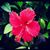 Amapola Del Mar's profile image