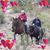 Lee Ann-Bob Piggott's profile image