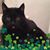 Bryon Mushrush's profile image