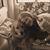 Kathleen Koppin's profile image