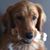 Pippin Hodson's profile image
