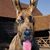 Laura Albright's profile image
