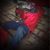Mark Goldie Sandifer's profile image