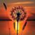 Mary Kay Collins's profile image