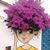 Karen Cook- Ahmari's profile image