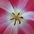 Alison Gurevich's profile image