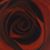 Jo Adams's profile image