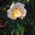 Betsey Keene's profile image