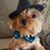 Tasha Chism's profile image