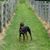 Kit Sutcliffe Hughes's profile image