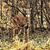 Debra Krall Rost's profile image