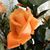 Elida Villanueva's profile image
