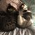 Mercedes Tubino-Blanco's profile image