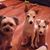 Kim Ramage-Bridges's profile image