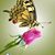 Penny Hillyard's profile image
