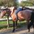 Rebecca Mckinney's profile image