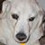 Scott Behenna's profile image