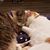 Holly Perry's profile image