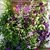 Susan Bellflower's profile image
