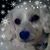 Colleen Ploscyca's profile image