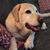 Debbie Donohue Discher's profile image