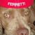 Roshena Ferretti's profile image