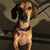 Rhonda Tallant's profile image
