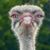 Leslie Westberg McAmis's profile image