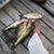 Dori Fish's profile image