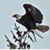 Larry Schwartz's profile image