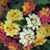 Laurie LaFrance's profile image