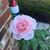 Roseann Jankowski's profile image