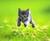 Mary Ann T.'s profile image