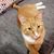 Laura Hensley's profile image