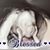 Shawana Brown's profile image