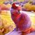 Debra Duke Watson's profile image