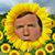 Andrea Parsons Pickford's profile image