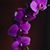Orchid Rivera's profile image