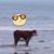 Tonya Pfoutz-Phillips's profile image