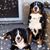 Dawn M. Oashgar's profile image