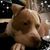 Antonella Bilello's profile image
