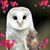 Andrea Manzo's profile image