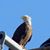 Roxanne Hopperstad's profile image