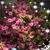 Fran Addison Branstetter's profile image